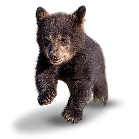 baylor bear cubs
